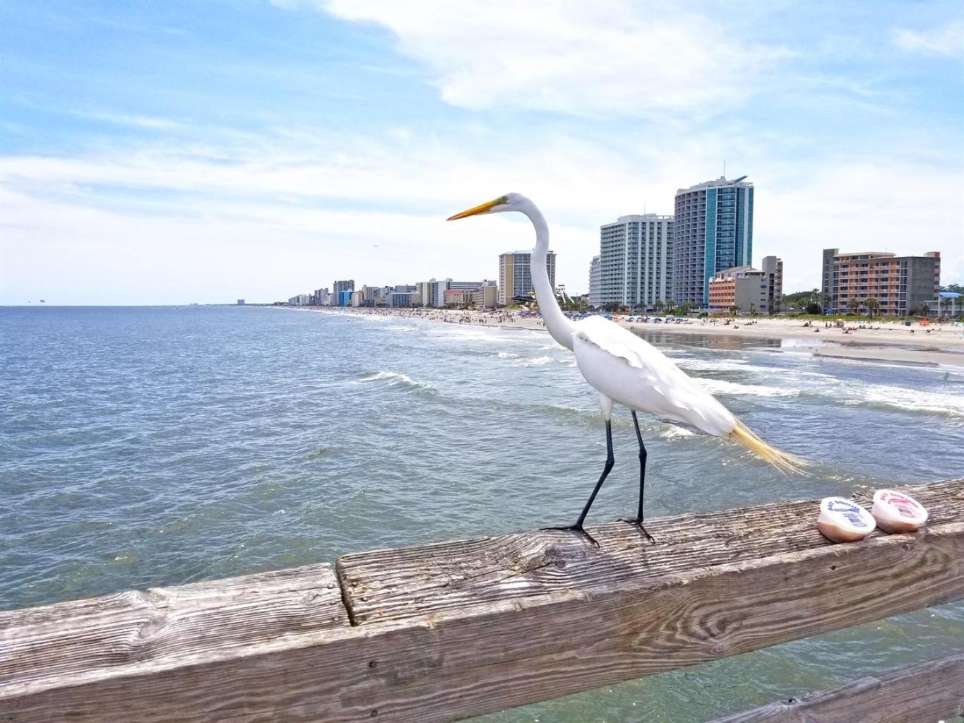 Villa 7Th Floor! Modern Building, Direct Oceanfront View Myrtle Beach Exterior foto